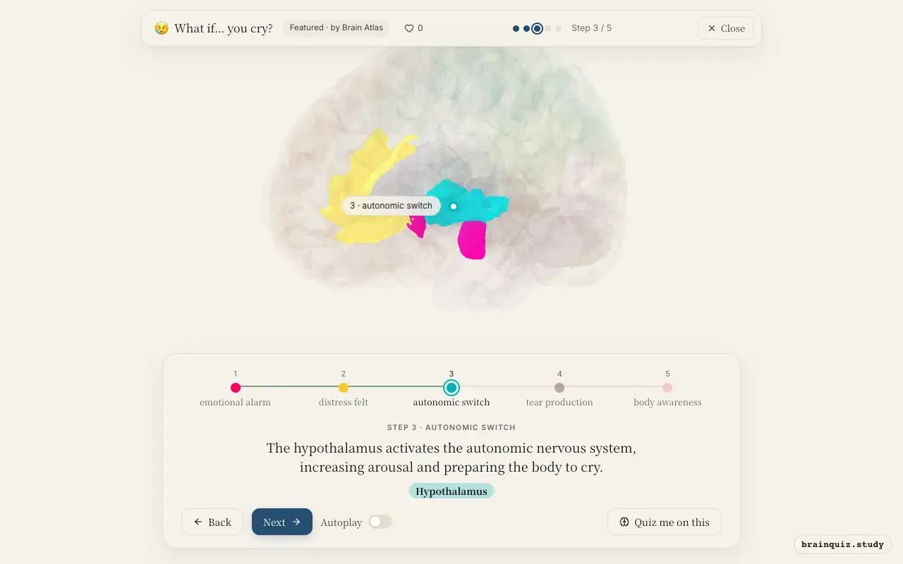 Step 3 of what happens in your brain when you cry: Amygdala, Anterior Cingulate Cortex, Hypothalamus lit on the Brain Atlas 3D brain