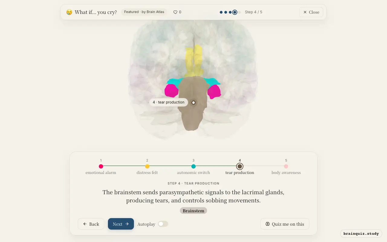 Step 4 of what happens in your brain when you cry: Amygdala, Anterior Cingulate Cortex, Hypothalamus, Brainstem lit on the Brain Atlas 3D brain