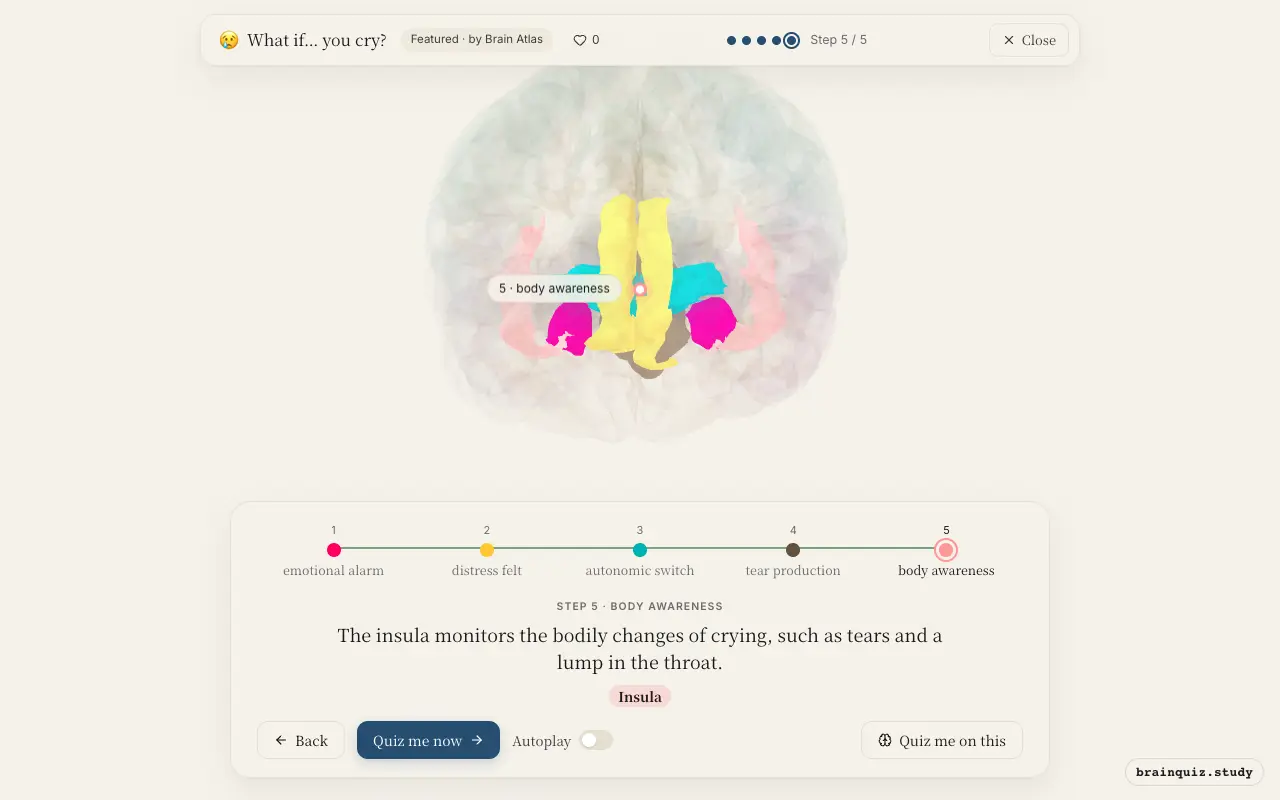 Amygdala, Anterior Cingulate Cortex, Hypothalamus, Brainstem, Insula lit up on the Brain Atlas 3D brain: what happens in your brain when you cry