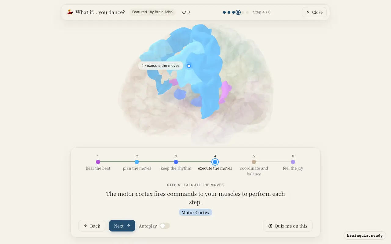 Step 4 of what happens in your brain when you dance: Auditory Cortex, Premotor Cortex, Basal Ganglia, Motor Cortex lit on the Brain Atlas 3D brain