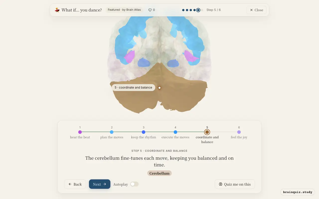 Step 5 of what happens in your brain when you dance: Auditory Cortex, Premotor Cortex, Basal Ganglia, Motor Cortex, Cerebellum lit on the Brain Atlas 3D brain