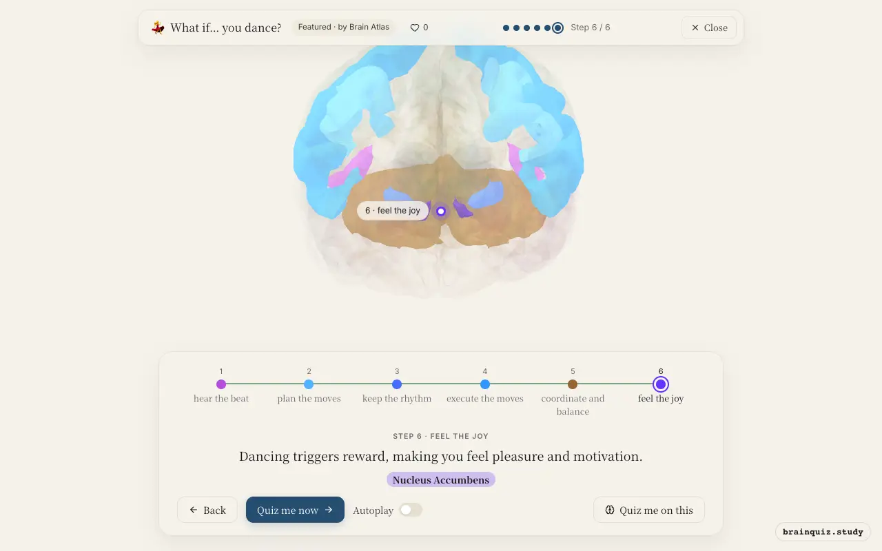 Auditory Cortex, Premotor Cortex, Basal Ganglia, Motor Cortex, Cerebellum, Nucleus Accumbens lit up on the Brain Atlas 3D brain: what happens in your brain when you dance