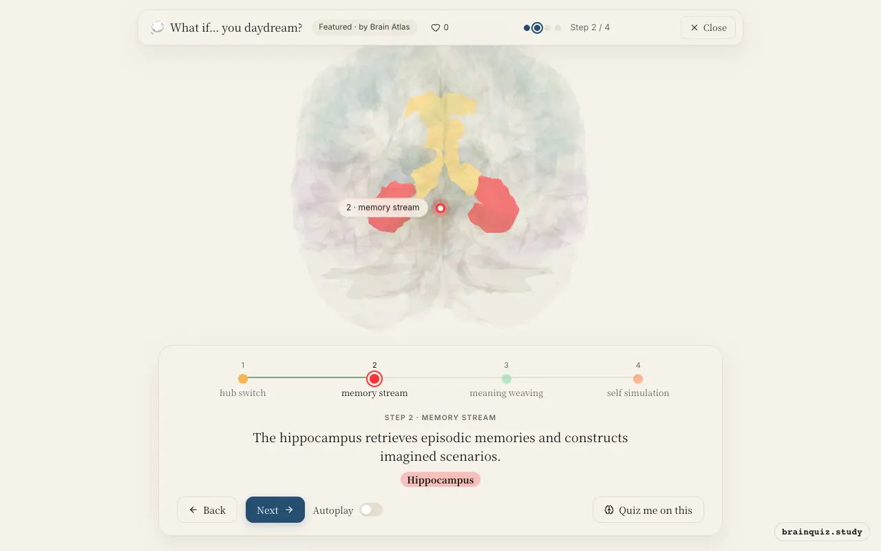 Step 2 of what happens in your brain when you daydream: Posterior Cingulate Cortex, Hippocampus lit on the Brain Atlas 3D brain