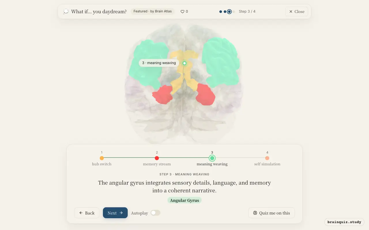 Step 3 of what happens in your brain when you daydream: Posterior Cingulate Cortex, Hippocampus, Angular Gyrus lit on the Brain Atlas 3D brain