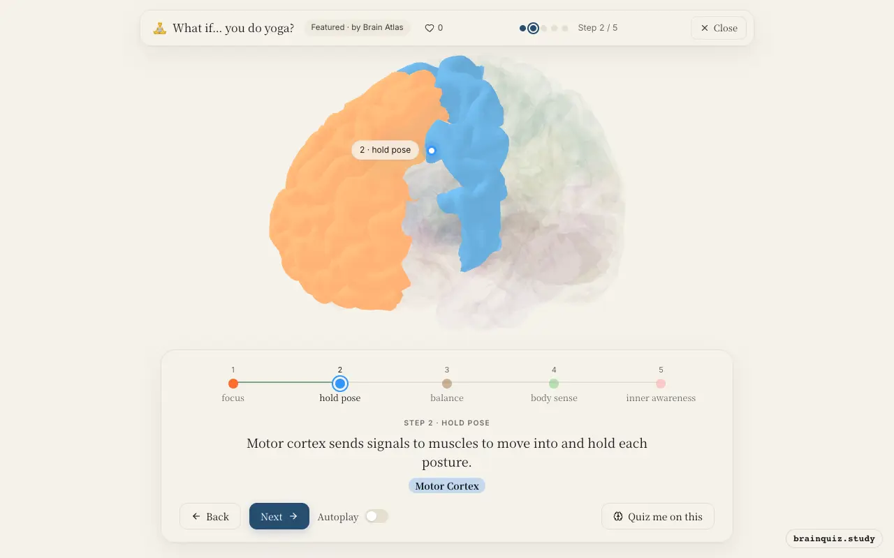 Step 2 of what happens in your brain when you do yoga: Prefrontal Cortex, Motor Cortex lit on the Brain Atlas 3D brain
