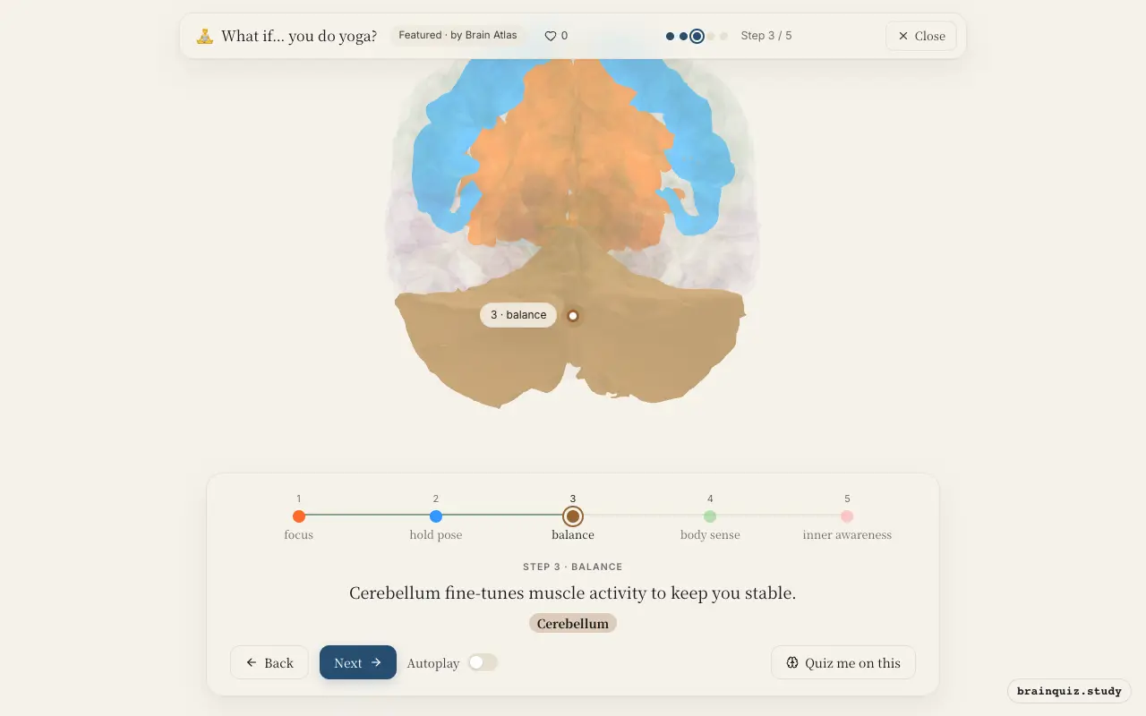 Step 3 of what happens in your brain when you do yoga: Prefrontal Cortex, Motor Cortex, Cerebellum lit on the Brain Atlas 3D brain