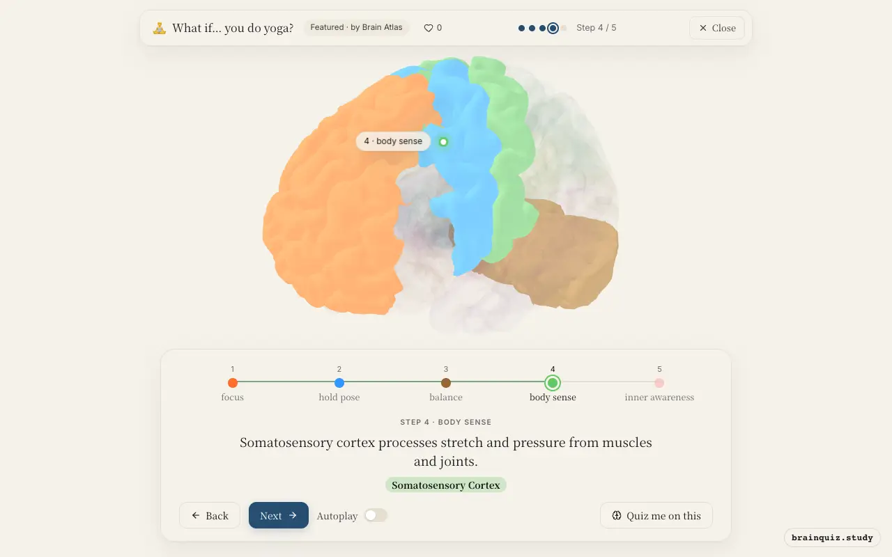 Step 4 of what happens in your brain when you do yoga: Prefrontal Cortex, Motor Cortex, Cerebellum, Somatosensory Cortex lit on the Brain Atlas 3D brain