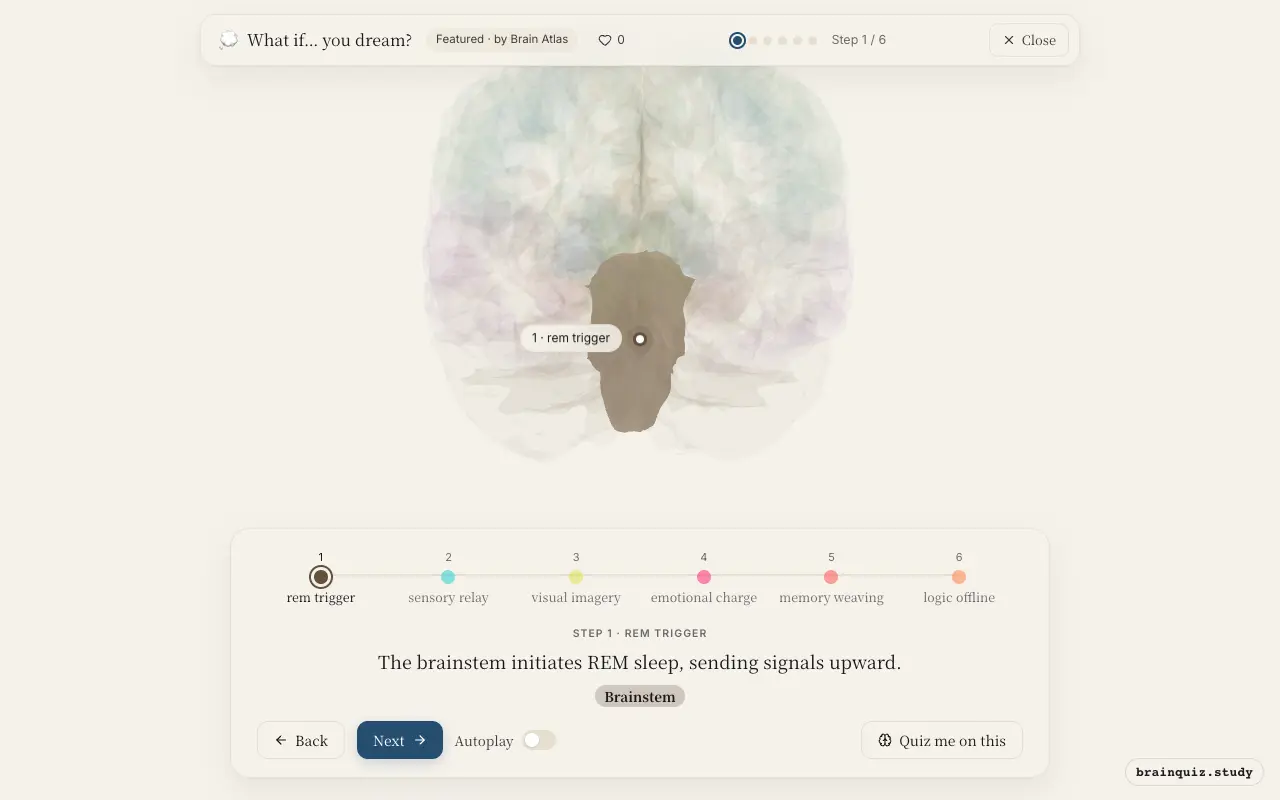 Step 1 of what happens in your brain when you dream: Brainstem lit on the Brain Atlas 3D brain
