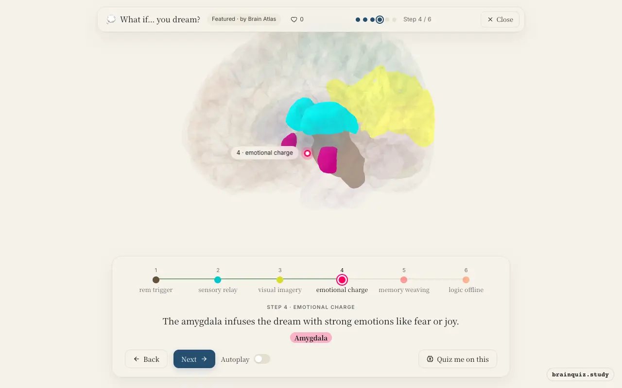 Step 4 of what happens in your brain when you dream: Brainstem, Thalamus, Occipital Cortex, Amygdala lit on the Brain Atlas 3D brain