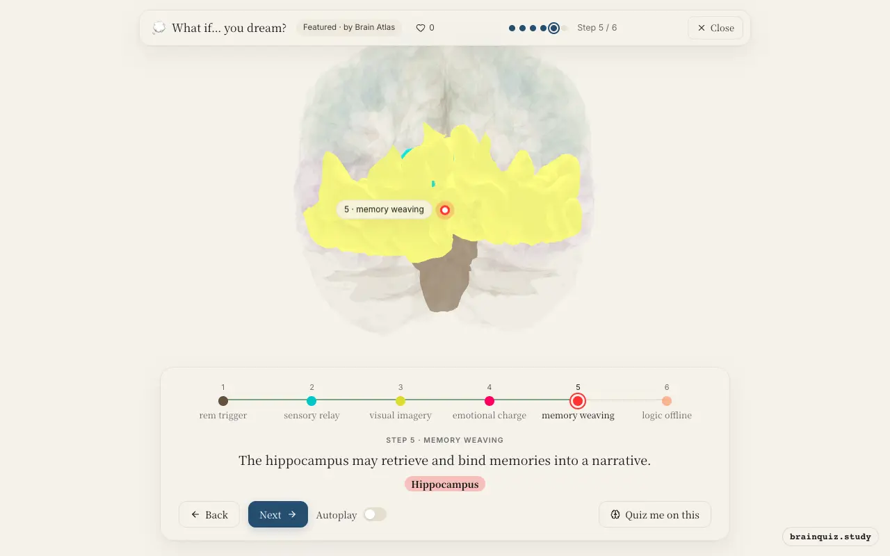 Step 5 of what happens in your brain when you dream: Brainstem, Thalamus, Occipital Cortex, Amygdala, Hippocampus lit on the Brain Atlas 3D brain