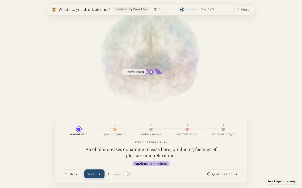 Step 1 of what happens in your brain when you drink alcohol: Nucleus Accumbens lit on the Brain Atlas 3D brain