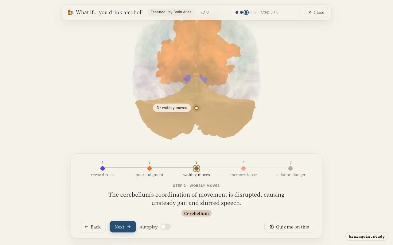 Step 3 of what happens in your brain when you drink alcohol: Nucleus Accumbens, Prefrontal Cortex, Cerebellum lit on the Brain Atlas 3D brain