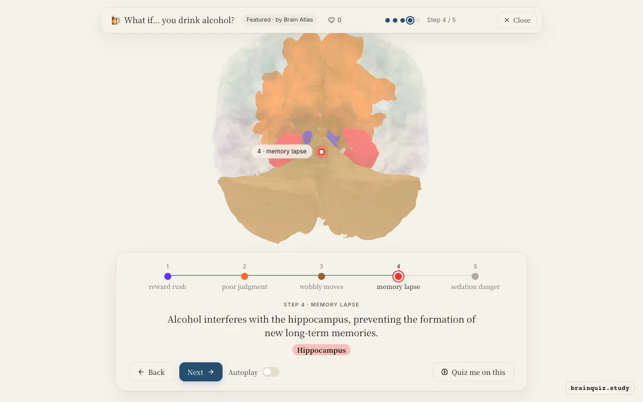 Step 4 of what happens in your brain when you drink alcohol: Nucleus Accumbens, Prefrontal Cortex, Cerebellum, Hippocampus lit on the Brain Atlas 3D brain