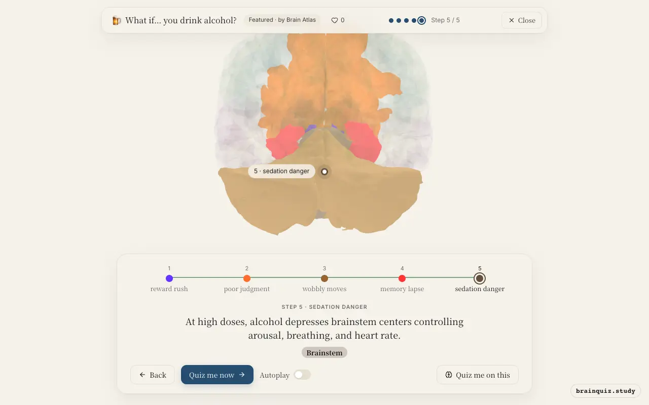 Nucleus Accumbens, Prefrontal Cortex, Cerebellum, Hippocampus, Brainstem lit up on the Brain Atlas 3D brain: what happens in your brain when you drink alcohol