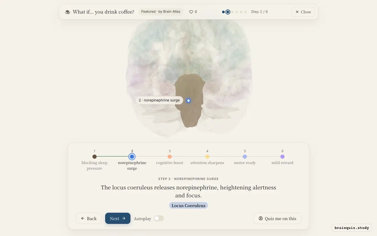 Step 2 of what happens in your brain when you drink coffee: Brainstem, Locus Coeruleus lit on the Brain Atlas 3D brain