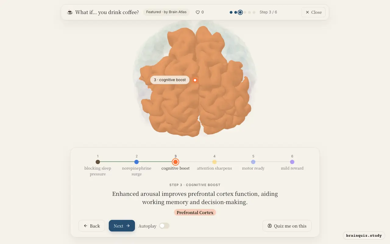 Step 3 of what happens in your brain when you drink coffee: Brainstem, Locus Coeruleus, Prefrontal Cortex lit on the Brain Atlas 3D brain