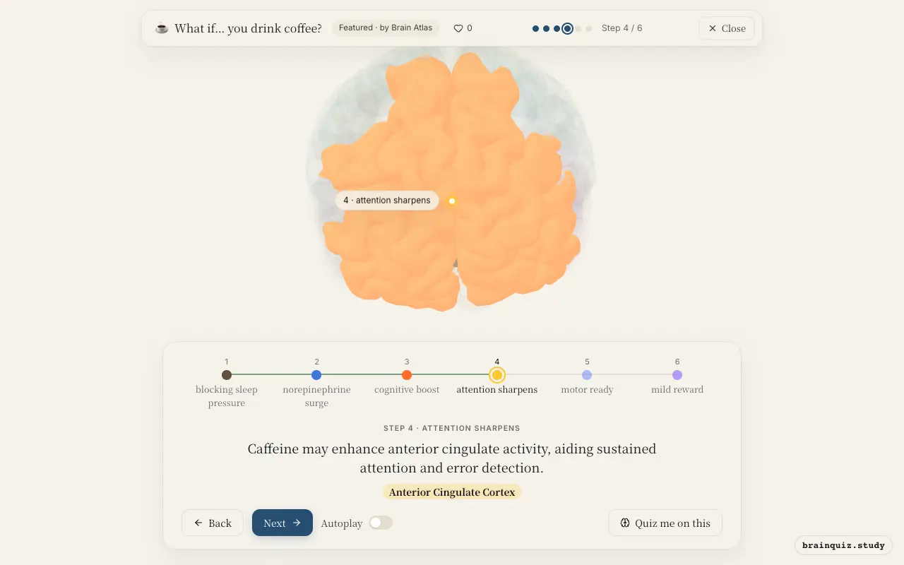 Step 4 of what happens in your brain when you drink coffee: Brainstem, Locus Coeruleus, Prefrontal Cortex, Anterior Cingulate Cortex lit on the Brain Atlas 3D brain