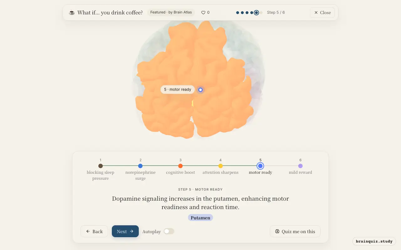 Step 5 of what happens in your brain when you drink coffee: Brainstem, Locus Coeruleus, Prefrontal Cortex, Anterior Cingulate Cortex, Putamen lit on the Brain Atlas 3D brain