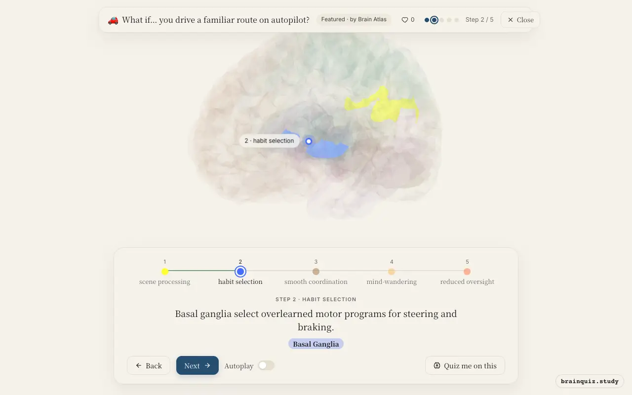 Step 2 of what happens in your brain when you drive a familiar route on autopilot: Visual Cortex, Basal Ganglia lit on the Brain Atlas 3D brain