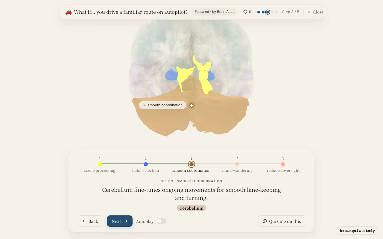 Step 3 of what happens in your brain when you drive a familiar route on autopilot: Visual Cortex, Basal Ganglia, Cerebellum lit on the Brain Atlas 3D brain