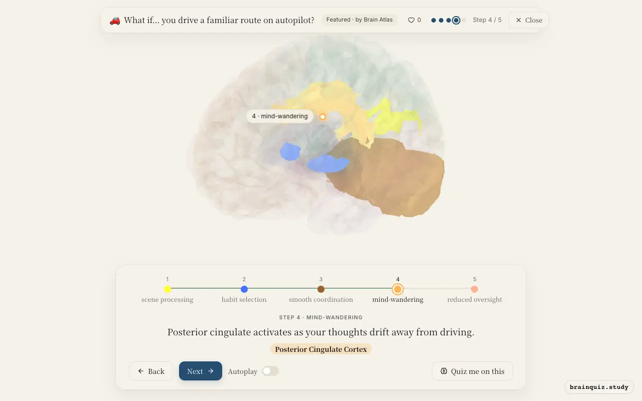 Step 4 of what happens in your brain when you drive a familiar route on autopilot: Visual Cortex, Basal Ganglia, Cerebellum, Posterior Cingulate Cortex lit on the Brain Atlas 3D brain