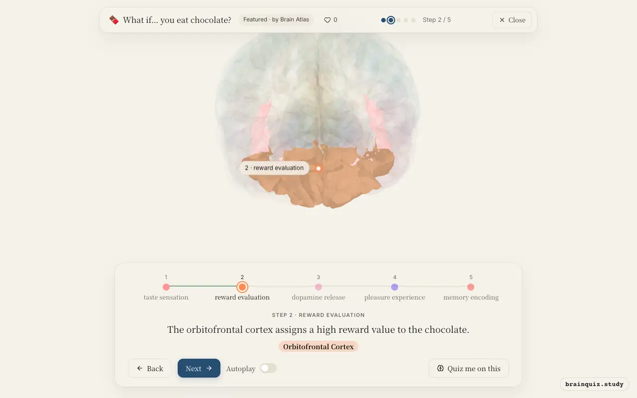 Step 2 of what happens in your brain when you eat chocolate: Insula, Orbitofrontal Cortex lit on the Brain Atlas 3D brain