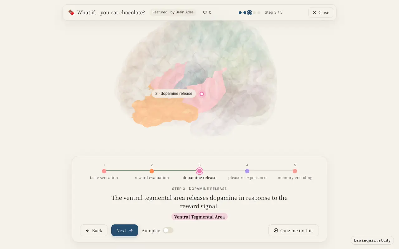 Step 3 of what happens in your brain when you eat chocolate: Insula, Orbitofrontal Cortex, Ventral Tegmental Area lit on the Brain Atlas 3D brain