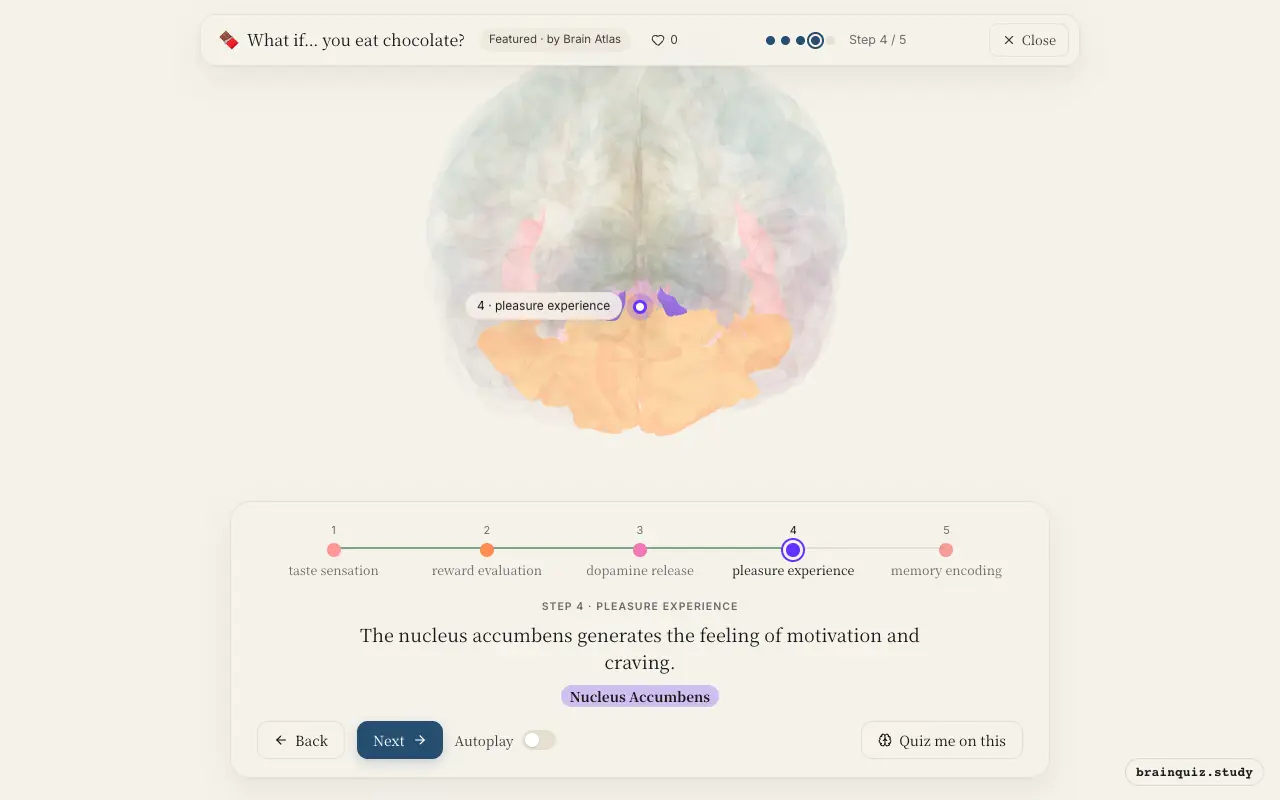 Step 4 of what happens in your brain when you eat chocolate: Insula, Orbitofrontal Cortex, Ventral Tegmental Area, Nucleus Accumbens lit on the Brain Atlas 3D brain