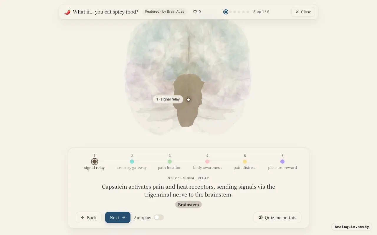 Step 1 of what happens in your brain when you eat spicy food: Brainstem lit on the Brain Atlas 3D brain