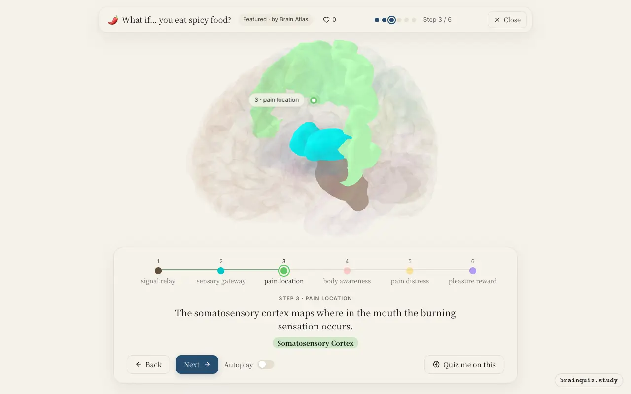 Step 3 of what happens in your brain when you eat spicy food: Brainstem, Thalamus, Somatosensory Cortex lit on the Brain Atlas 3D brain