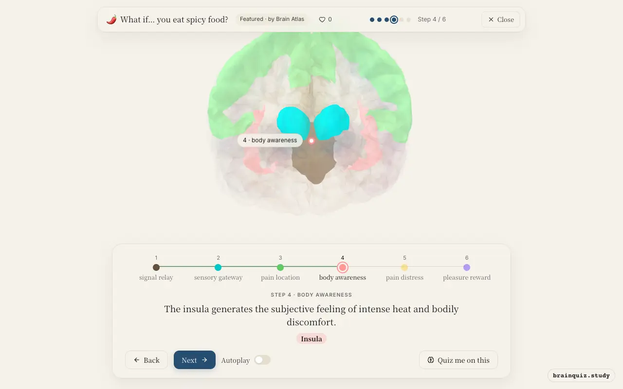Step 4 of what happens in your brain when you eat spicy food: Brainstem, Thalamus, Somatosensory Cortex, Insula lit on the Brain Atlas 3D brain