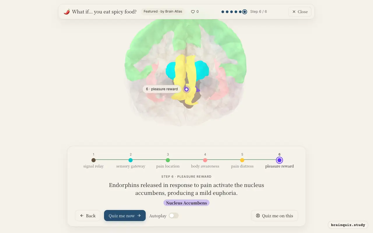 Brainstem, Thalamus, Somatosensory Cortex, Insula, Anterior Cingulate Cortex, Nucleus Accumbens lit up on the Brain Atlas 3D brain: what happens in your brain when you eat spicy food