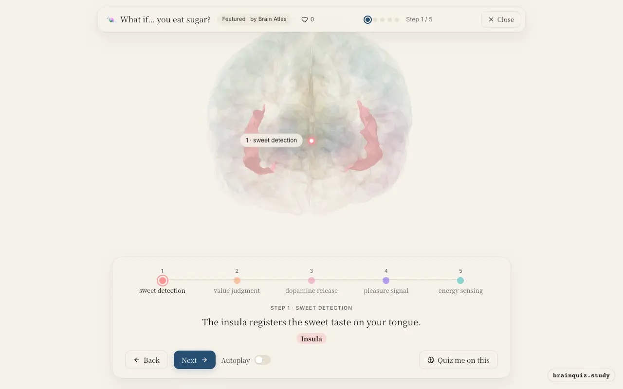 Step 1 of what happens in your brain when you eat sugar: Insula lit on the Brain Atlas 3D brain