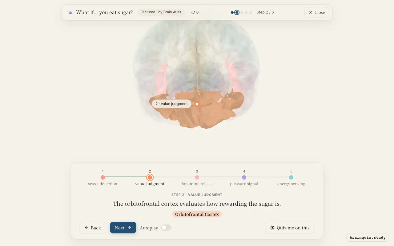 Step 2 of what happens in your brain when you eat sugar: Insula, Orbitofrontal Cortex lit on the Brain Atlas 3D brain