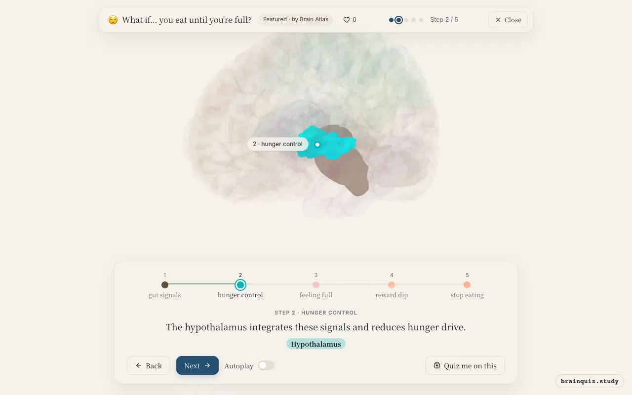 Step 2 of what happens in your brain when you eat until you're full: Brainstem, Hypothalamus lit on the Brain Atlas 3D brain