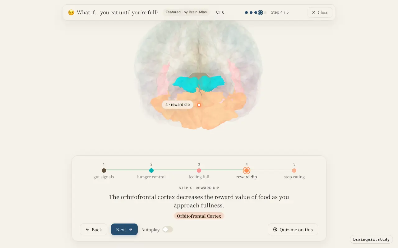 Step 4 of what happens in your brain when you eat until you're full: Brainstem, Hypothalamus, Insula, Orbitofrontal Cortex lit on the Brain Atlas 3D brain