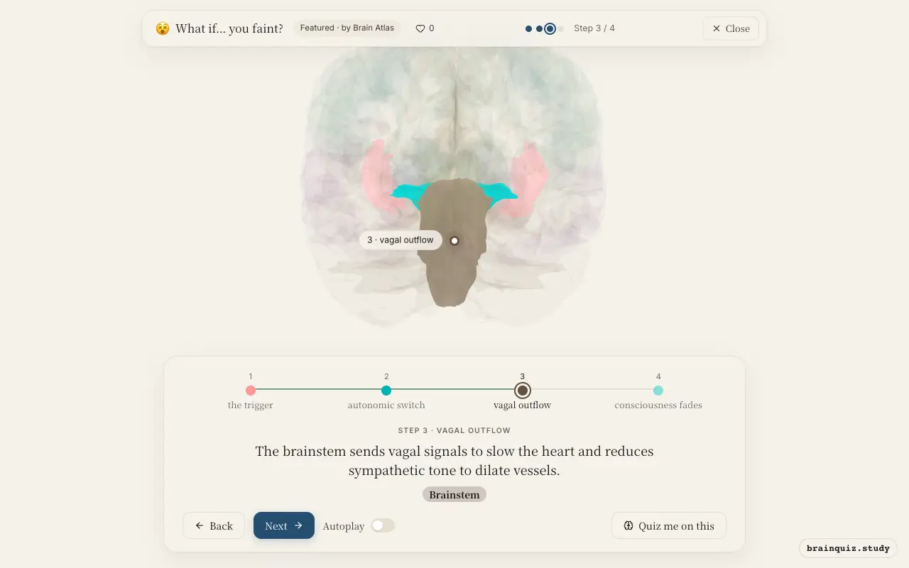 Step 3 of what happens in your brain when you faint: Insula, Hypothalamus, Brainstem lit on the Brain Atlas 3D brain