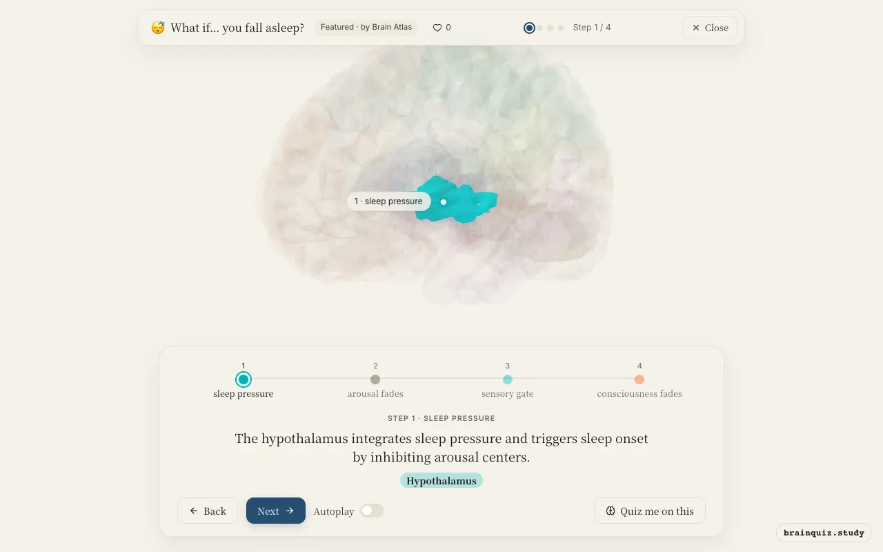 Step 1 of what happens in your brain when you fall asleep: Hypothalamus lit on the Brain Atlas 3D brain