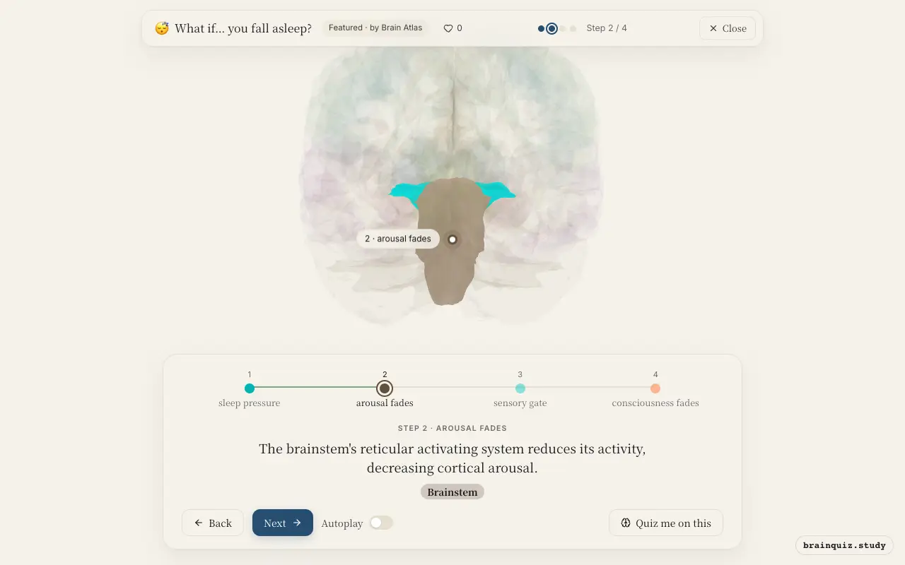Step 2 of what happens in your brain when you fall asleep: Hypothalamus, Brainstem lit on the Brain Atlas 3D brain