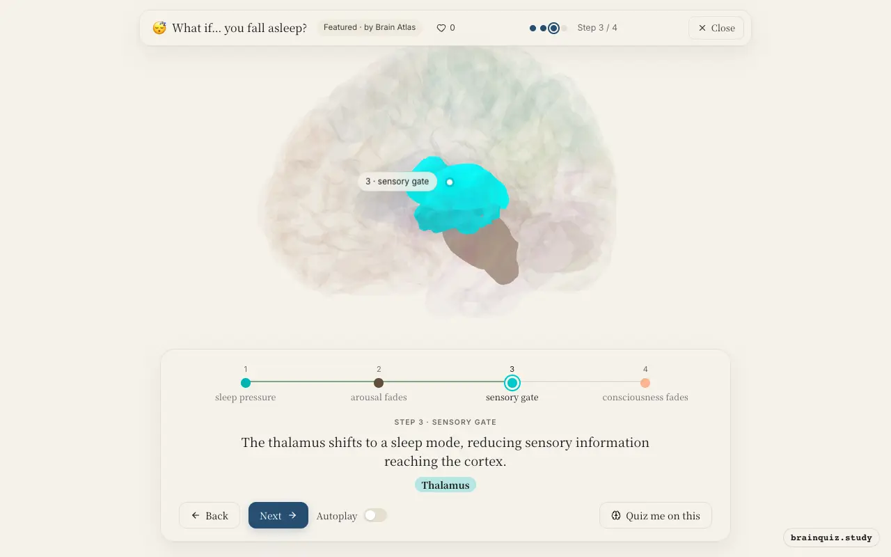 Step 3 of what happens in your brain when you fall asleep: Hypothalamus, Brainstem, Thalamus lit on the Brain Atlas 3D brain
