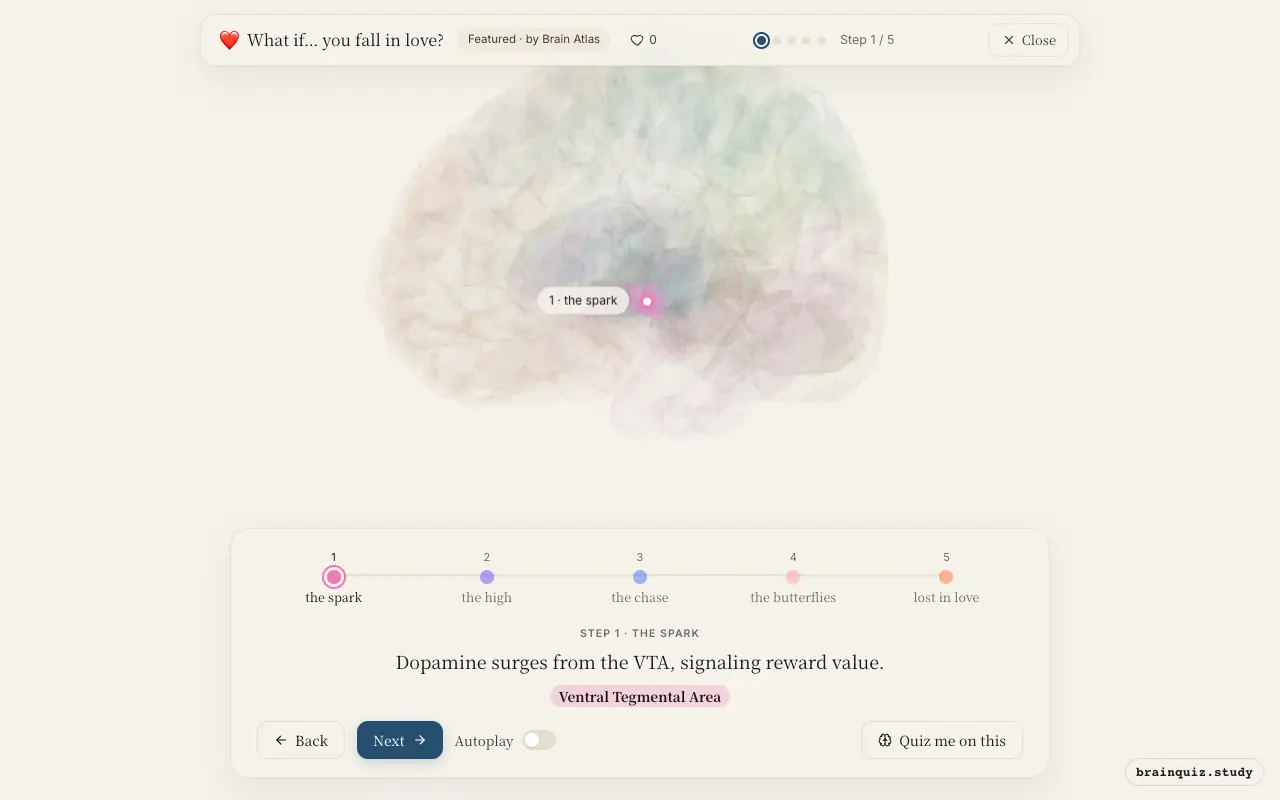 Step 1 of what happens in your brain when you fall in love: Ventral Tegmental Area lit on the Brain Atlas 3D brain
