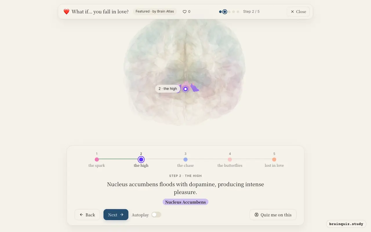 Step 2 of what happens in your brain when you fall in love: Ventral Tegmental Area, Nucleus Accumbens lit on the Brain Atlas 3D brain