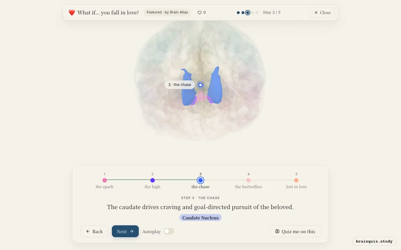 Step 3 of what happens in your brain when you fall in love: Ventral Tegmental Area, Nucleus Accumbens, Caudate Nucleus lit on the Brain Atlas 3D brain