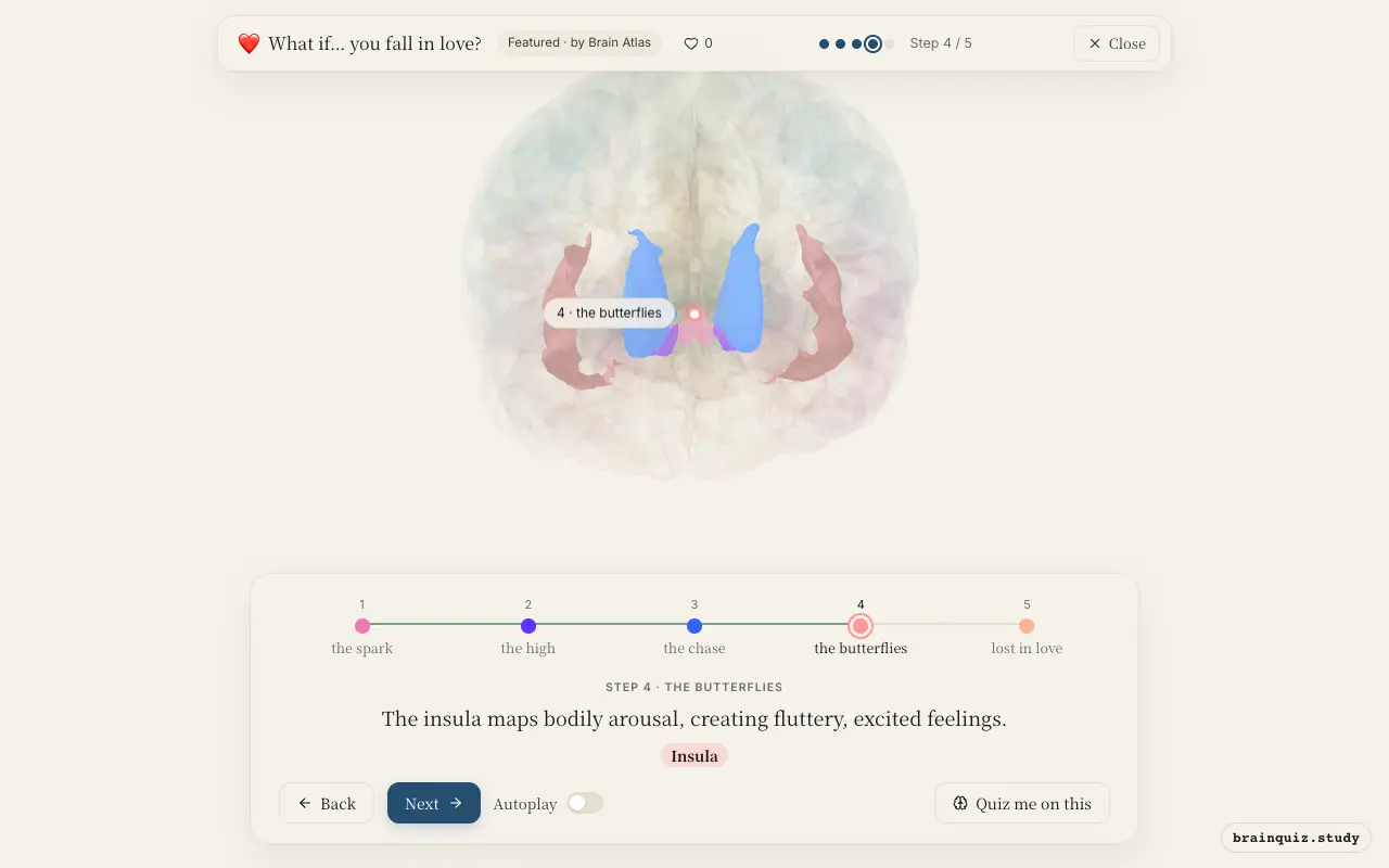 Step 4 of what happens in your brain when you fall in love: Ventral Tegmental Area, Nucleus Accumbens, Caudate Nucleus, Insula lit on the Brain Atlas 3D brain