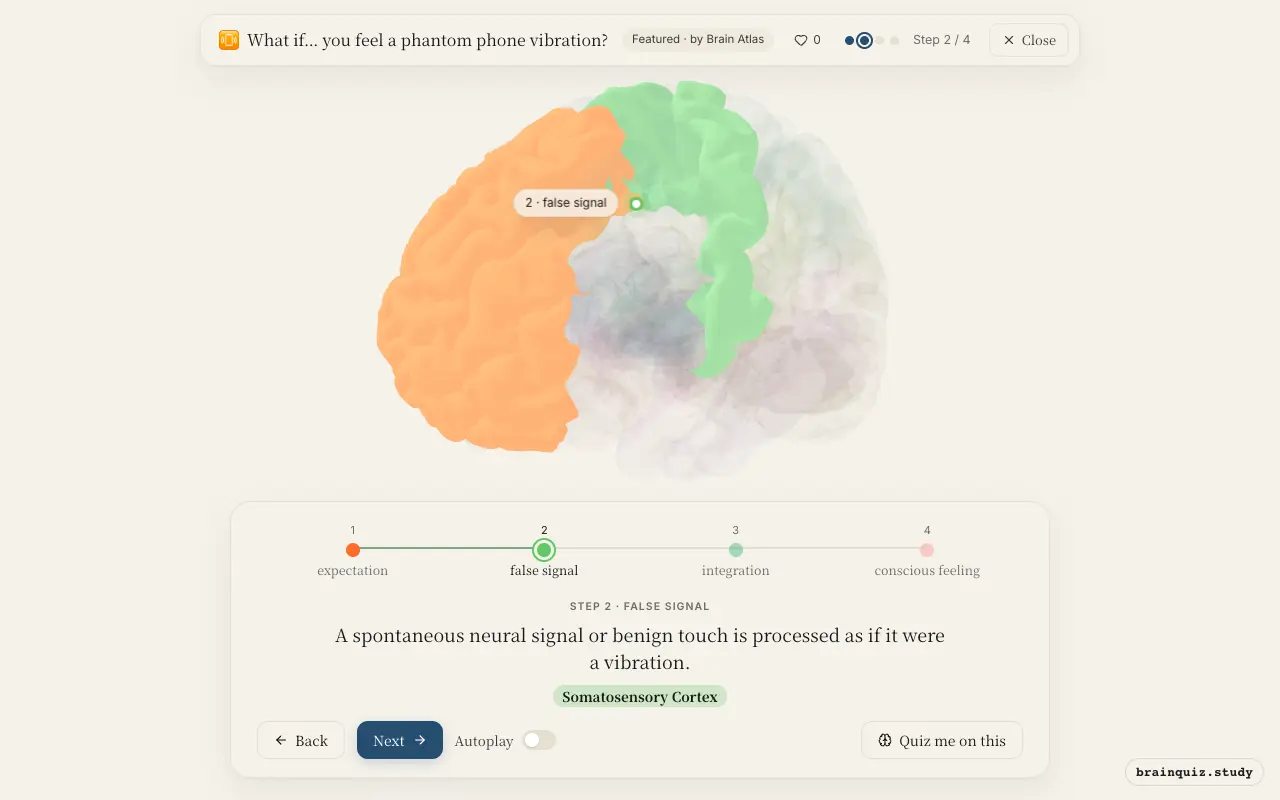 Step 2 of what happens in your brain when you feel a phantom phone vibration: Prefrontal Cortex, Somatosensory Cortex lit on the Brain Atlas 3D brain