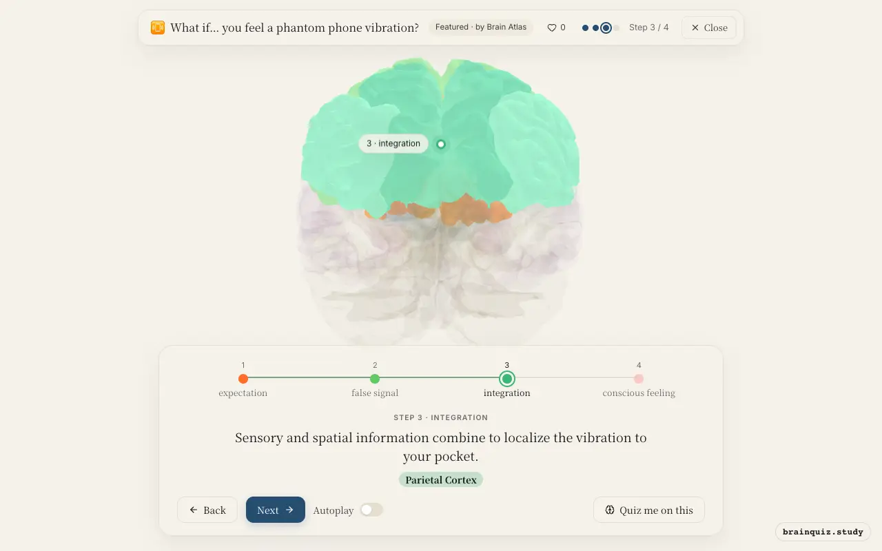 Step 3 of what happens in your brain when you feel a phantom phone vibration: Prefrontal Cortex, Somatosensory Cortex, Parietal Cortex lit on the Brain Atlas 3D brain