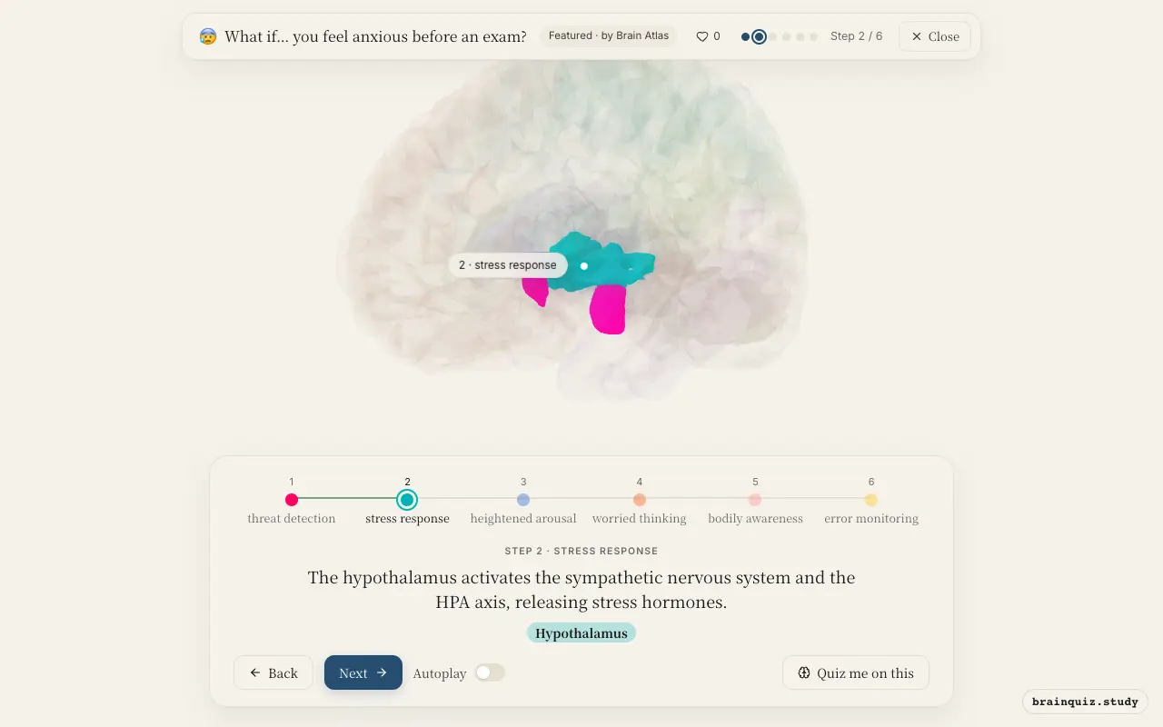 Step 2 of what happens in your brain when you feel anxious before an exam: Amygdala, Hypothalamus lit on the Brain Atlas 3D brain