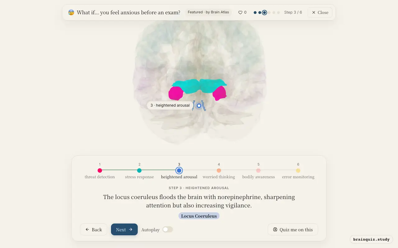 Step 3 of what happens in your brain when you feel anxious before an exam: Amygdala, Hypothalamus, Locus Coeruleus lit on the Brain Atlas 3D brain