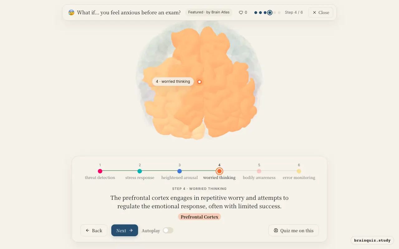 Step 4 of what happens in your brain when you feel anxious before an exam: Amygdala, Hypothalamus, Locus Coeruleus, Prefrontal Cortex lit on the Brain Atlas 3D brain