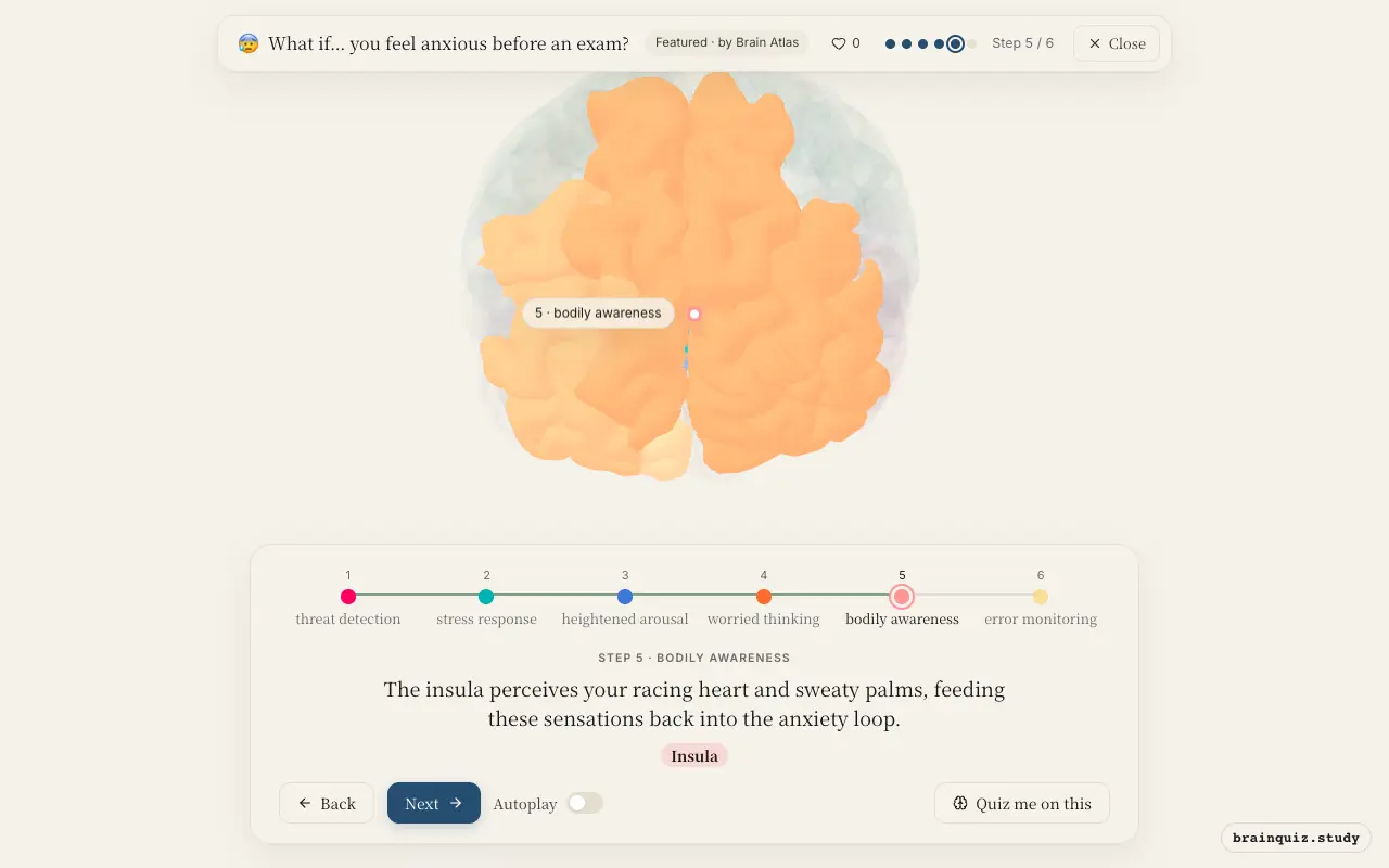Step 5 of what happens in your brain when you feel anxious before an exam: Amygdala, Hypothalamus, Locus Coeruleus, Prefrontal Cortex, Insula lit on the Brain Atlas 3D brain